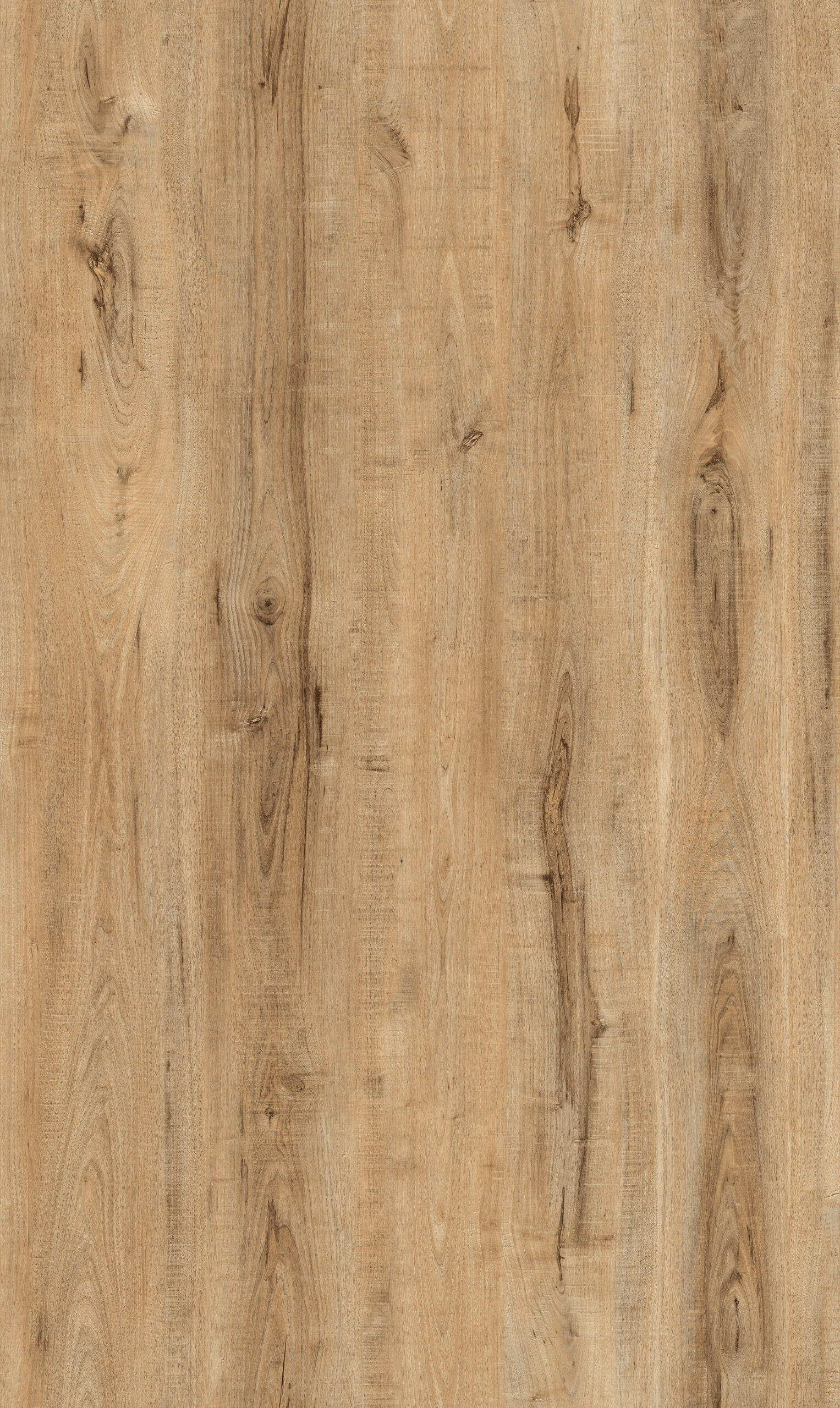 06056-NATIONALPARK-WOOD-BUFFALO Wood Buffalo - Image 1