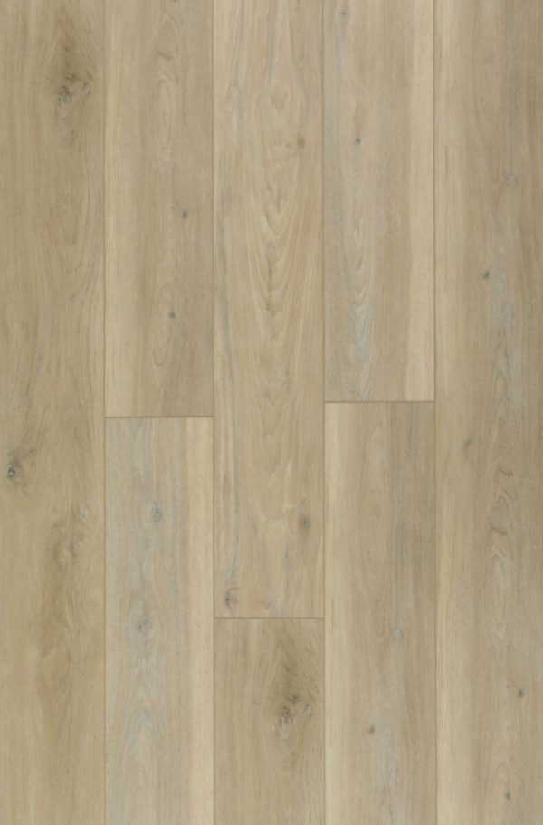 Autumn Oak - Image 1